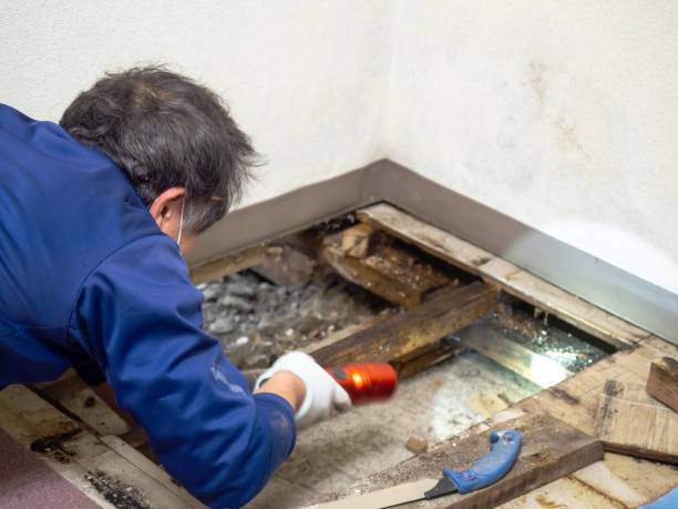 Best Certified Mold Removal  in Aurora, MN