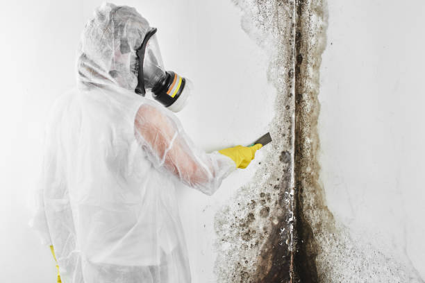 Best Mold Remediation  in Aurora, MN