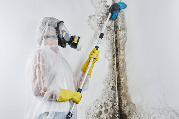 Best Residential Mold Removal  in Aurora, MN