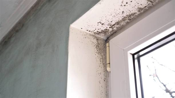 Certified Mold Removal in Aurora, MN