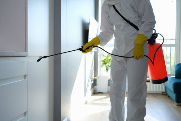 Best Attic Mold Removal  in Aurora, MN