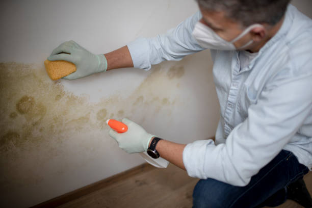 Best Mold Cleaning Services  in Aurora, MN