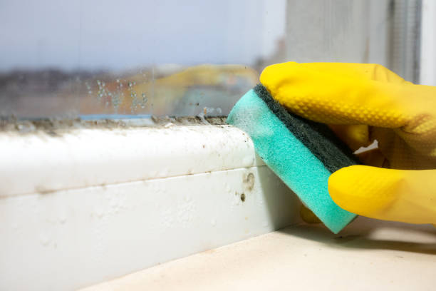 Mold Testing and Removal in Aurora, MN