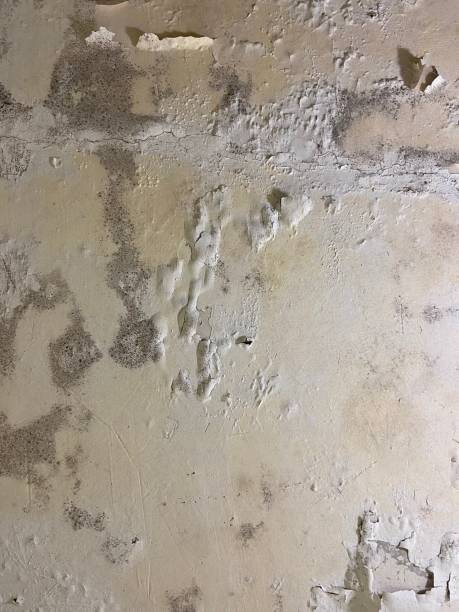 Best Mold Testing and Removal  in Aurora, MN