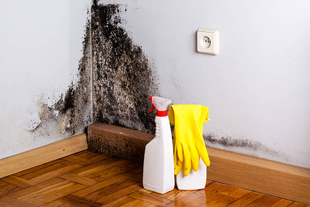 Best Mold Removal Near Me  in Aurora, MN