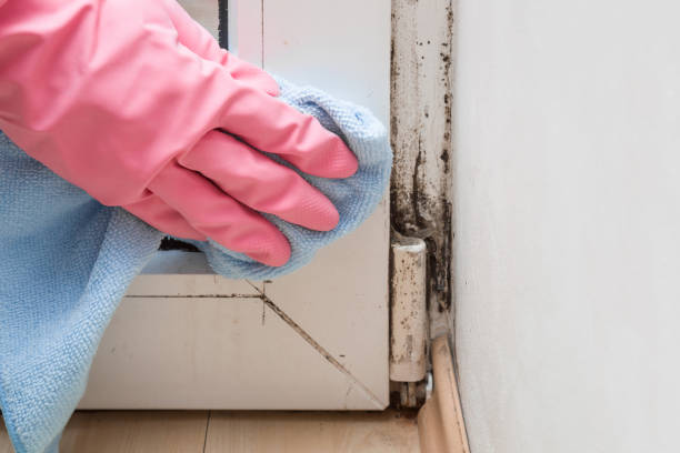 Best Home Mold Removal  in Aurora, MN