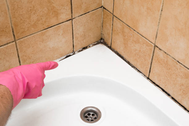 Best Mold Removal Specialists  in Aurora, MN